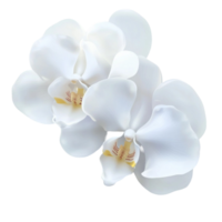Two Elegant White Orchids on a Transparent Background png