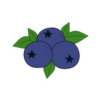 Blueberry isolated on white background. vector