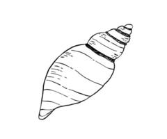 The simple shell is drawn in a doodle style. Sea, coast, beach. Hand drawn illustration. vector