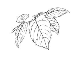 rose leaf close up, sketch style, illustration isolated on white background. Decorative black and white design element. Elegant outline image of rose leaves vector