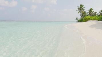 The amazing wild beach of the island of Maldives in the Indian Ocean. Azure water and palm trees. Palm shadow on the white sand video