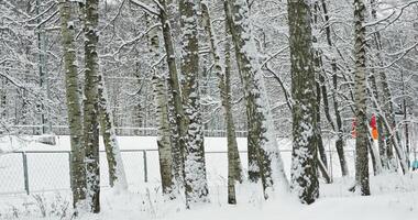 view of the red train at high speed through snow-covered trees in public park in holidays, winter fairy tale in the forest video