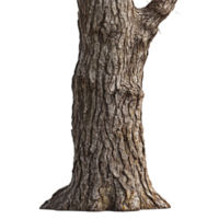 A tree with a trunk and branches png