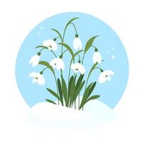 Snowdrops in the snow. First spring flowers. Bouquet of snowdrops in flat style. illustration vector