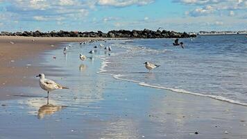 Seagulls by the ocean on sandy beach, A flock of seagulls gathers near the water's edge on a sandy beach video