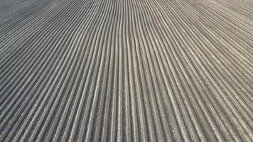 Aerial view field is plowed in spring. Flight over a plowed field of black earth. The soil which is plowed by beds for crops. video