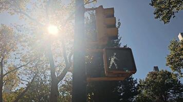 Traffic signal with trees and sunlight, A pedestrian traffic signal displays a red hand under bright sunlight, video