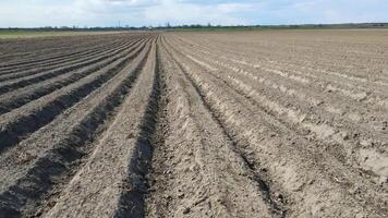 The field is plowed in spring. Flight over a plowed field of black earth. The soil which is plowed by beds for crops. video