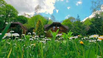 timelapse of a green lawn with grass, insects and a house in the background. Fabulous terrain view from the grass. video