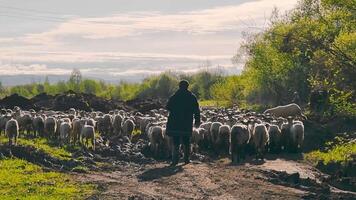 A shepherd grazes a flock of sheep. A flock of sheep moves through the countryside and with a beautiful landscape. video