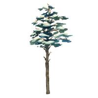Pine tree tall with green crown and snow on branches, for winter landscape. Watercolor illustration hand drawn. Separate element object isolated from background. vector