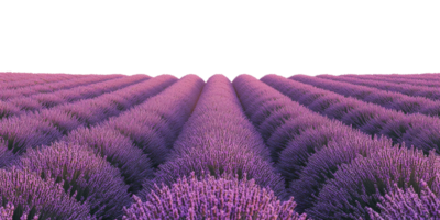 Lavender field rows stretching to horizon isolated on transparent background png