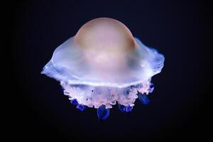 This stunning stock image features a glowing jellyfish with a vibrant pink cap and long, flowing blue tentacles, illuminated against a deep black background, showcasing its ethereal beauty. photo