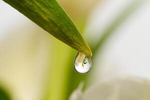 A macro shot of a dewdrop on a green leaf against a blurred background. The droplet reflects light, creating a beautiful natural effect, showcasing the leaf s smooth texture. photo