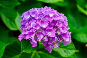 A close-up of a vibrant purple hydrangea flower in full bloom, showcasing its delicate, velvety petals. The soft background enhances the flower s beauty, symbolizing gratitude. photo
