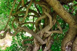 Nature s Artwork Twisted Tree Branches Intertwined in a Dance of Time photo