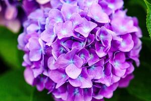 A stunning image of a purple hydrangea flower in full bloom. The delicate petals are captured in detail, with a blurred background adding depth and focus to the vibrant beauty. photo