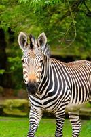 This image features a zebra with striking black and white stripes walking through a lush green field. The scene is enhanced by tree branches, creating a peaceful natural setting. photo