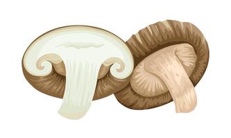 Illustration of shitake mushrooms, isolated on white background. vector