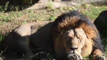 Majestic lion resting in the wild with golden mane under soft sunlight in the savannah video