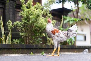 Colorful Rooster in Tropical Setting photo