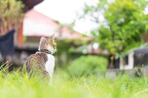 Cat in a Grassy Area Looking Away photo
