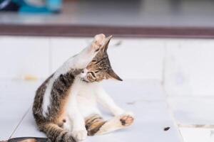 Playful Cat Grooming Itself photo