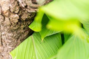 Close-Up of Green Leaves and Tree Bark photo