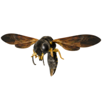 A large black and yellow insect with wings png