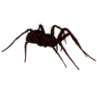 A spider is shown on a transparent background png