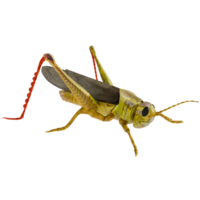 A grasshopper with a long tail on a transparent background png