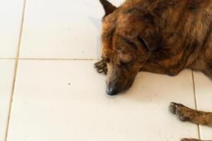 Sleeping Brindle Dog on Tiled Floor photo