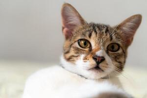 A cat is looking at the camera photo