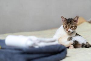 Curious Cat Relaxing photo
