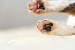 Close-Up of Cat's Paws on Soft Surface photo