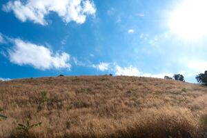 Dry grass brown color growing high on a hill. Under blue sky and white clouds with bright of sun. photo