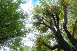 Abstract nature background of under view large tree branches and green leaves. Under blue sky and white clouds. photo