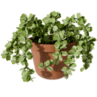 Plant in a vase on a transparent background png