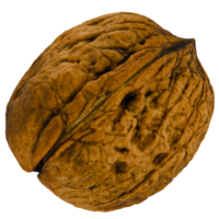 3d render walnut with transparent background png