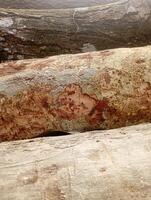 a tree trunk with a large piece of wood on it photo