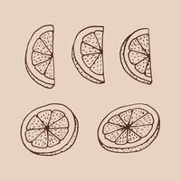 Set of lemon slices. Hand drawn illustration in outline style vector
