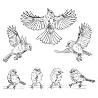 Set of titmouse. Flying bird. Hand drawn illustration vector