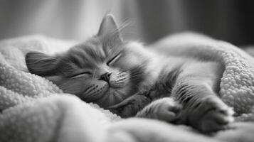 A cat sleeping on a blanket in black and white photo
