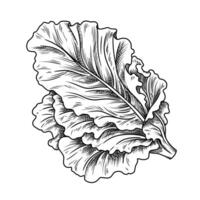 Fresh lettuce food illustration in the graphic line art style. Hand drawn outline element of preparing meal. Perfect for vegetable menu creating and sketch drawing designs. vector