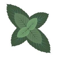 Fresh mint leaf in clip art style. Isolated illustration for menu design, background, card vector