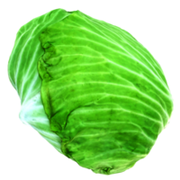 3d render cabbage with transparent background png