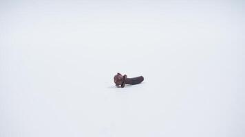 Single Clove Isolated on White Background photo
