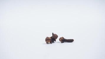 Three Cloves Spice Isolated on White Background photo