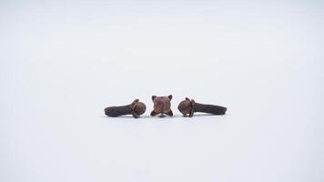 Three Cloves Isolated on White Background photo