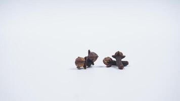 Four Cloves Isolated on White Background photo